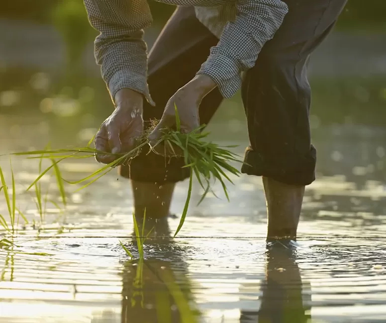 Hujiang World Food Day